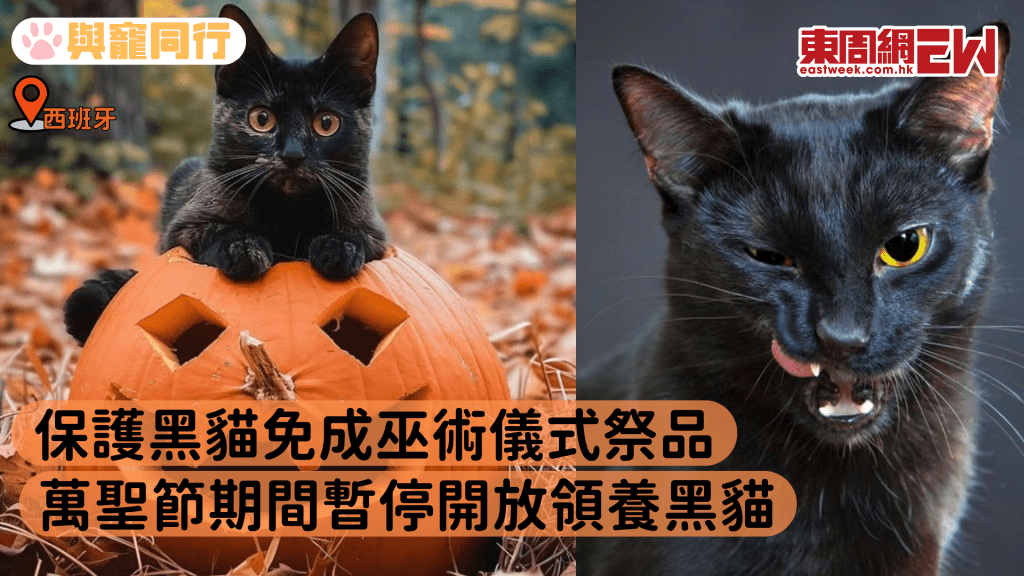 萬聖節前夕禁止領養貓咪 原因是防止牠們被殺害