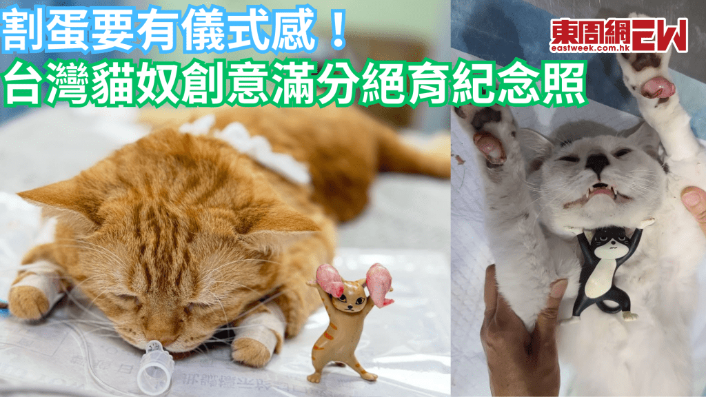 台飼主惡搞貓咪絕育紀念照 玩具貓墓前祭拜蛋蛋引網民爆笑