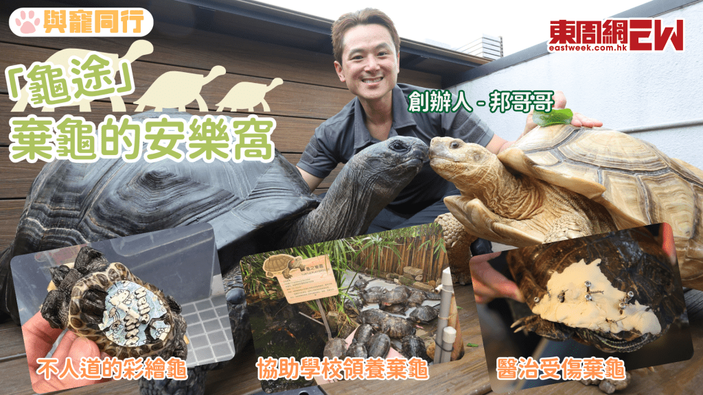 健身教練化身救龜使者 家中收留巨大陸龜 走訪水池野外進行拯救