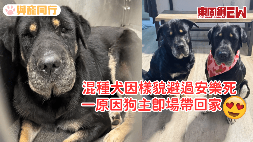 混種犬將被安樂死 狗主驚覺與愛犬相似 後續結局超暖心