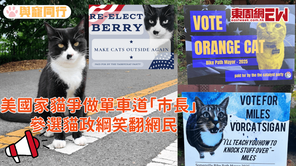 美國家貓爭做單車道「市長」 競選政綱笑翻網民 承諾當選會發放雞肉補貼