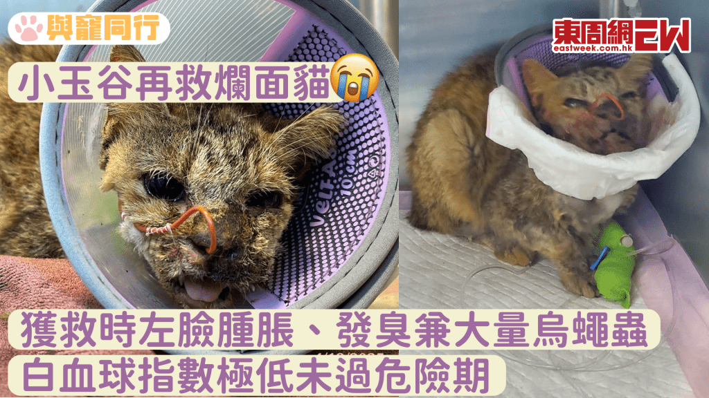 小玉谷再救爛面貓 鼻樑骨被烏蠅蟲完全侵蝕 白血球指數極低未過危險期