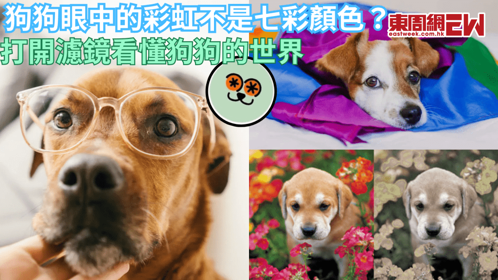 濾鏡模擬狗狗看到的世界 原來牠們眼中的世界全是這幾種顏色！
