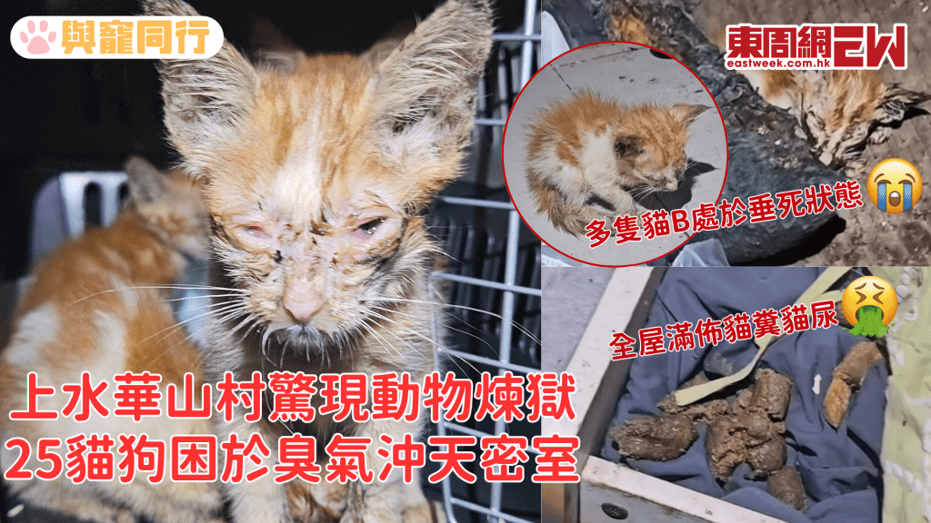 上水村屋困逾25病貓狗 貓量眾多毛守救援急尋暫託支援