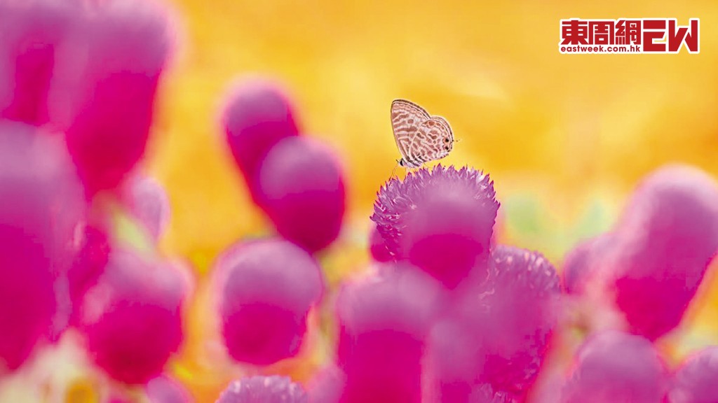 九龍公園近日種植「藍花丹」，吸引罕見的「細灰蝶」出現。（圖片來源：蝴蝶專家潘瑞輝）