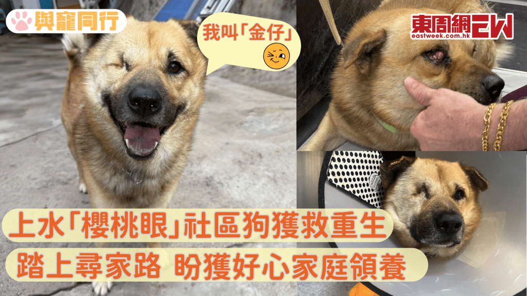 上水「櫻桃眼」社區狗獲救重生踏上尋家路 自帶天然wink的牠不輸健全狗狗
