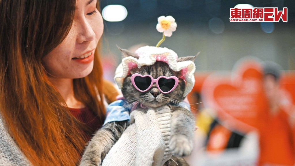 泰國單身主義冒起，大多數人以寵物作伴，更視為親生子女般撫養。