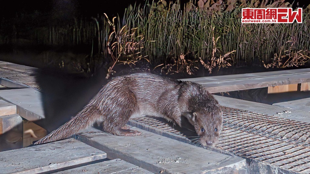 「生態終跡」展於三月七、八、十四及十五日在WWF中環訪客中心舉行。