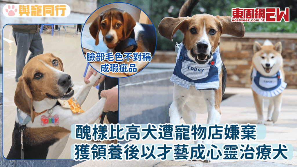 醜樣比高犬才藝滿分 成狗醫生表演碌地、跳高治癒精神病患者心靈