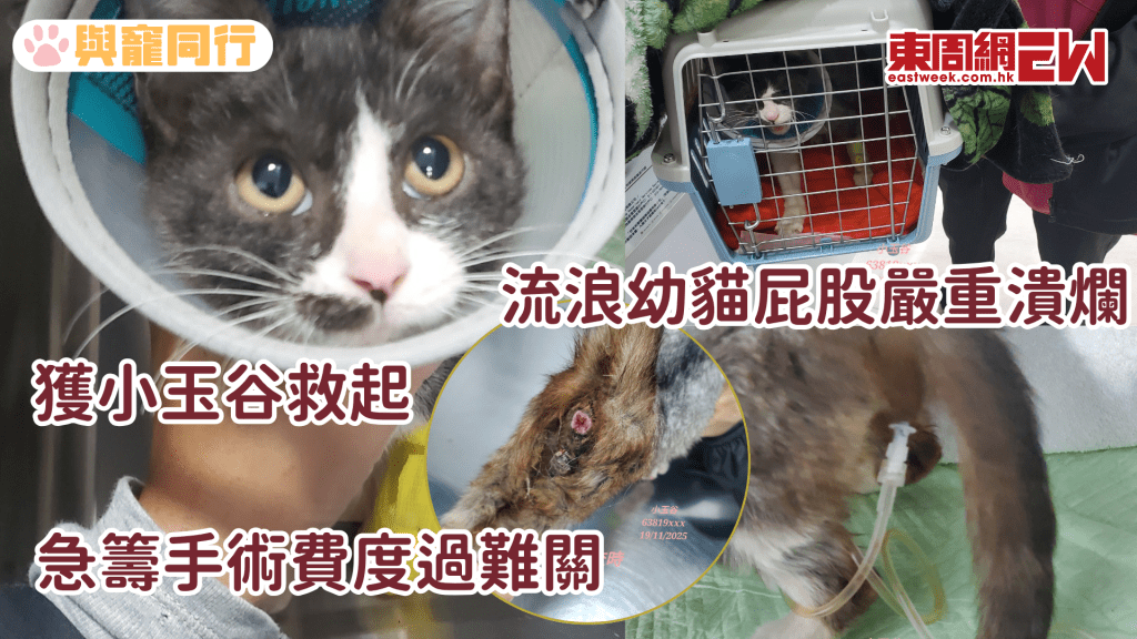 小玉谷接收流浪幼貓 生殖器屁股潰爛 盆骨畸形阻礙排尿 急籌醫療費用