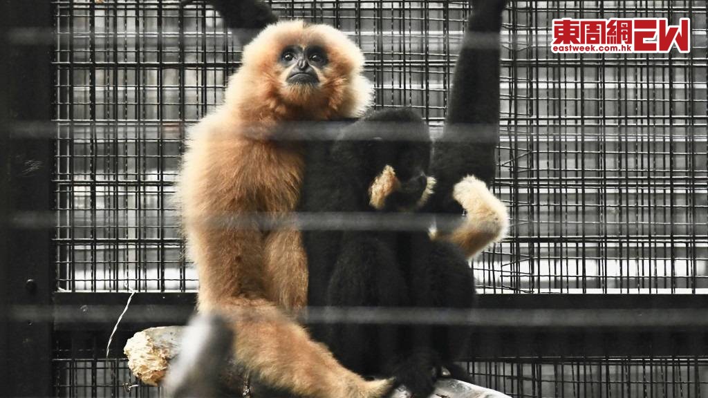 香港動植物公園園內累計已有11隻猴子死亡