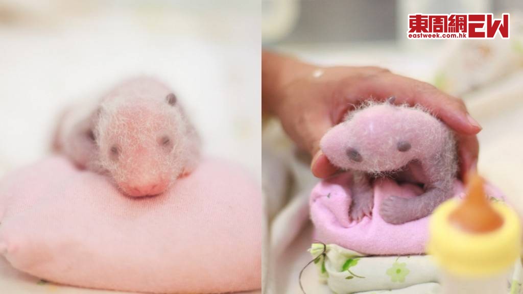 大熊貓龍鳳胎斑紋漸明 網民讚細佬上色快過家姐