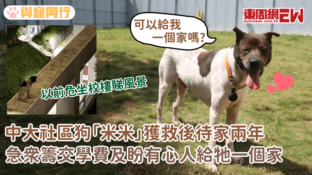 中大社區狗「米米」獲救後待家兩年 義工眾籌狗校學費 另盼有心人給牠一個家