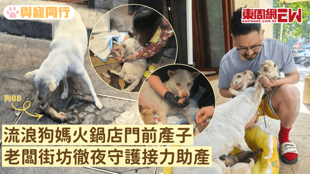 流浪狗媽火鍋店門前產子 老闆街坊徹夜守護接力助產