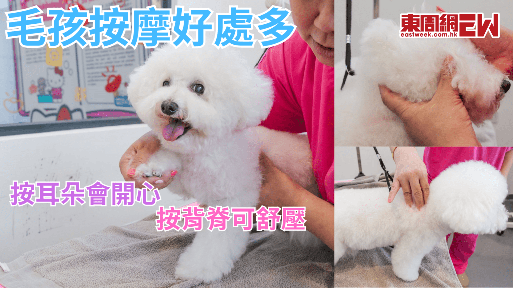 家長必學寵物穴位按摩 按耳仔增安多酚 按背脊減焦慮