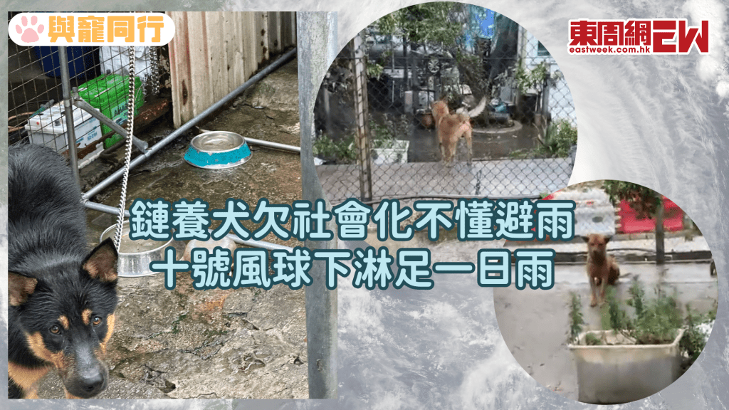十號風球下鏈養犬淋足一日雨 欠社會化不懂避雨 義工探望仍笑臉迎人