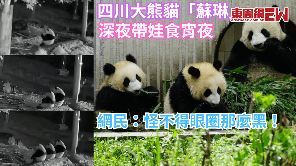黑眼圈是這樣練成的！四川大熊貓一家三口深夜吃播被偷拍