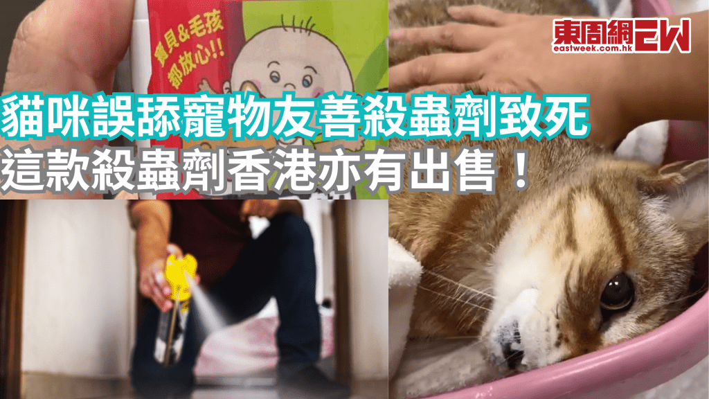 台寵物貓誤觸「寵物友善」殺蟲劑 嚴重癲癇 飼主忍痛安樂死