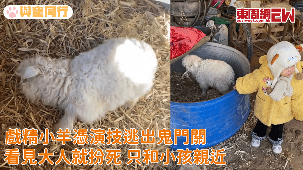 戲精小羊憑演技逃出鬼門關 看見大人就扮死 只和小孩親近 網友開價13萬飼主拒賣