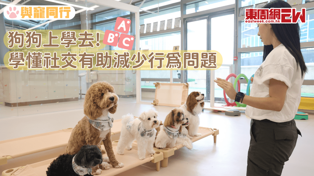 首間韓式狗狗幼稚園 群體學習讓狗狗學懂社交 預防行為問題