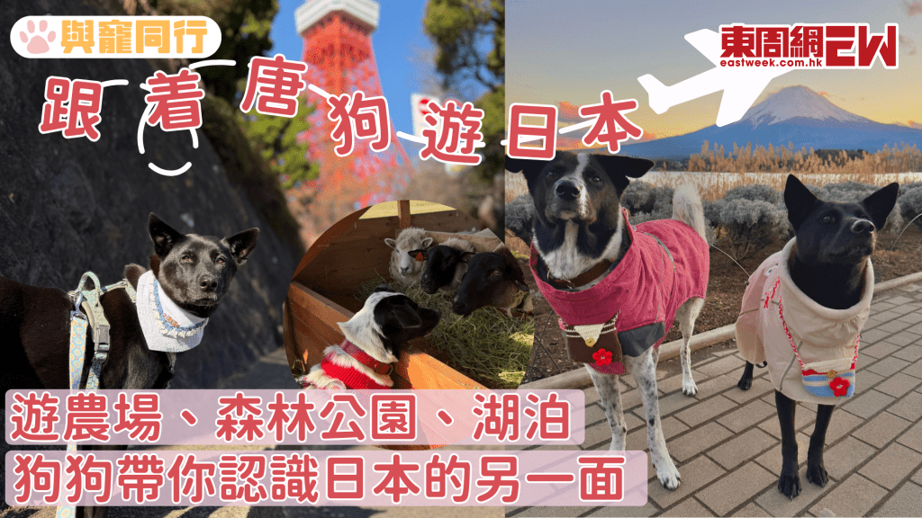 唐狗遊日本 由名古屋玩到東京 讓彼此關係更親密