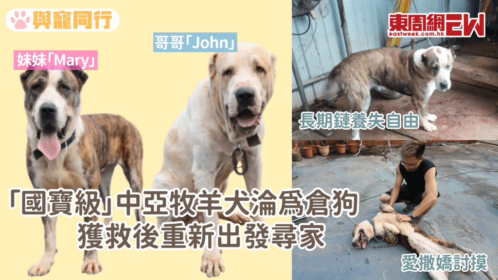 巨犬悲歌 鏈養失自由 獲救後重新出發尋家