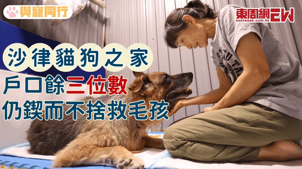 沙律貓狗之家財困之下 接收患病繁殖場棄犬 照顧逾二百貓狗