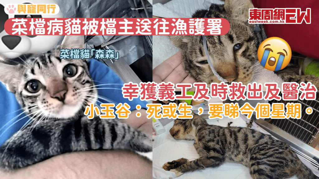 小玉谷接收菜檔病貓「森森」 急救後仍處於危殆 求市民集氣
