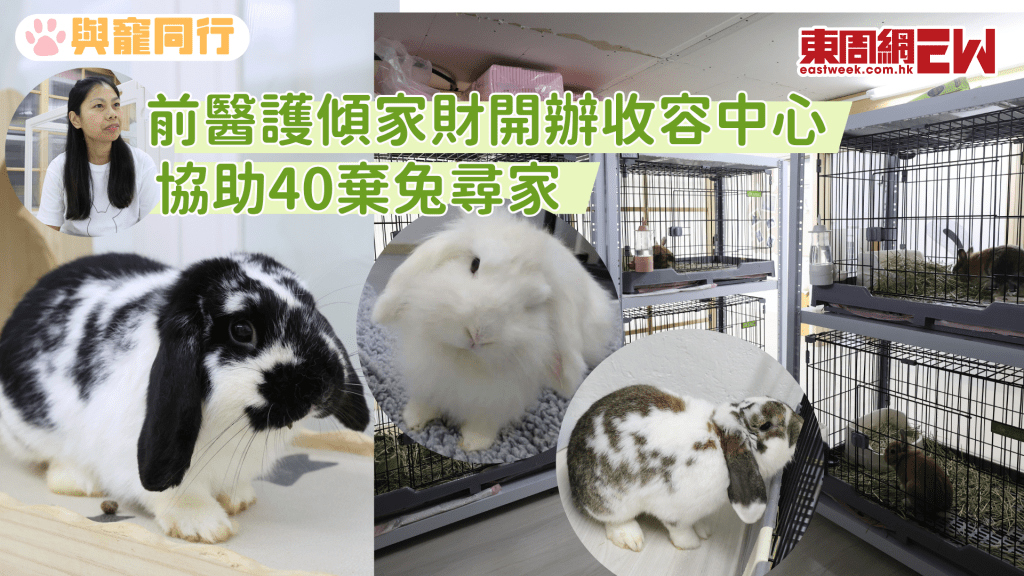 前醫護開辦兔兔基地收容中心助40棄兔尋家 設護理酒店、開辦飼養工作坊
