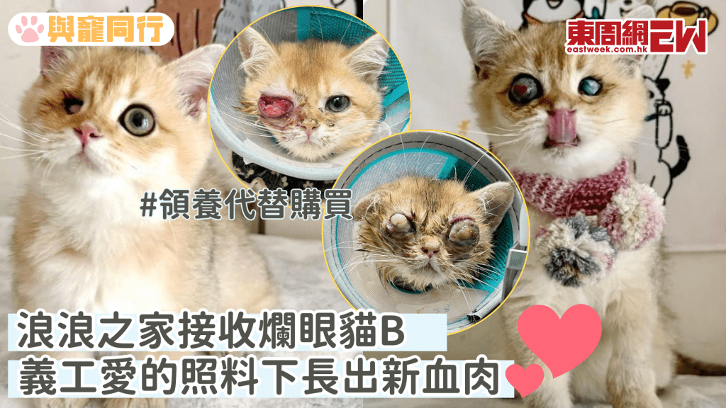 浪浪之家接收爛眼貓B 義工愛的照料下長出新血肉