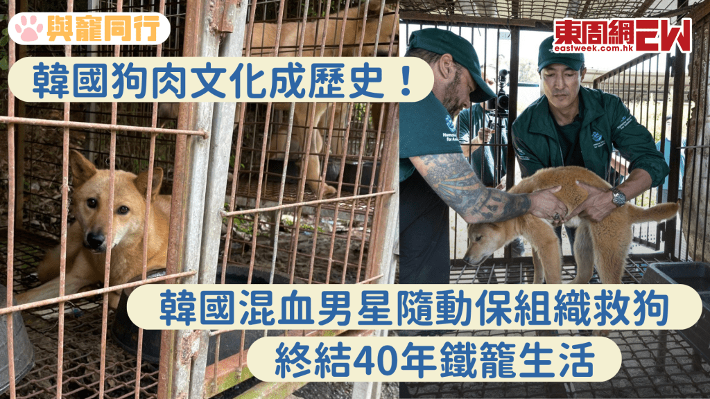 最帥混血韓星救出狗肉農場狗狗 籠養40年的牠們初嚐被愛的感覺