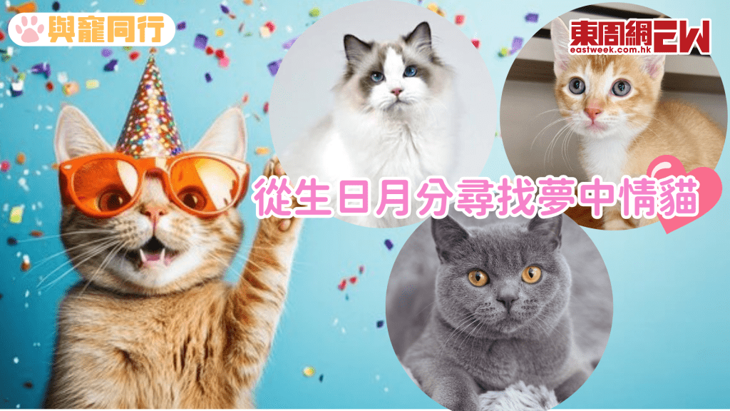 生日月份找出命定小貓！網民：「突然不想6月生日。」