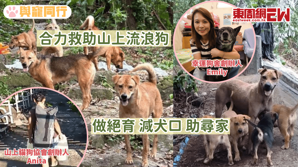動物義工合力救助山上流浪狗 做絕育、減犬口、助尋家
