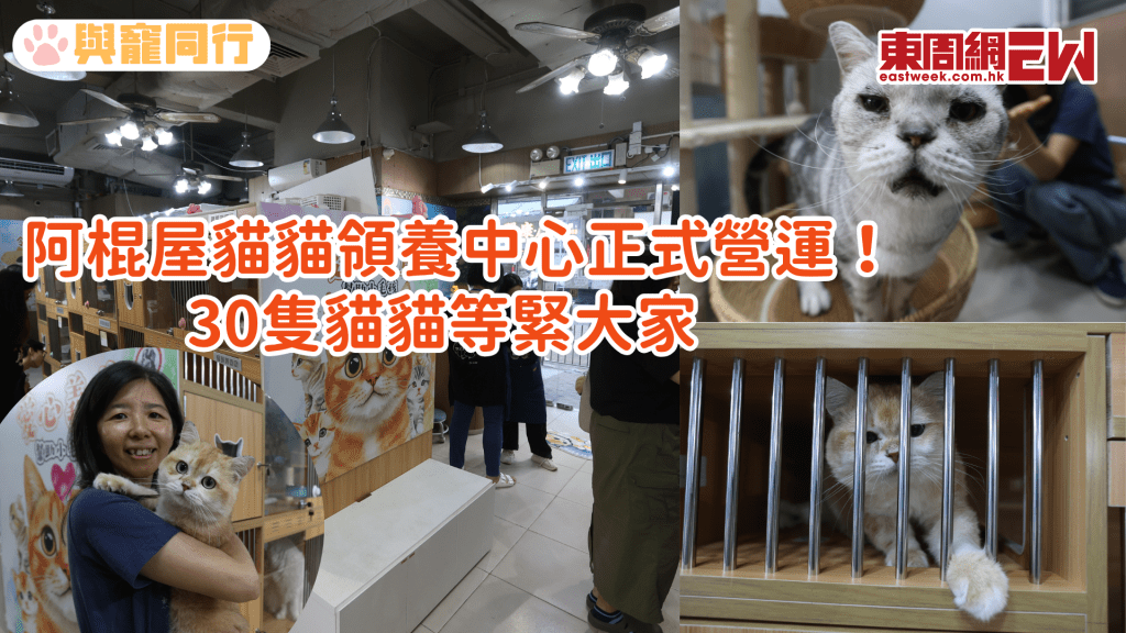 阿棍屋市區開設貓貓領養中心 30多隻貓咪等待有家 貓糧捐贈站助地區貓義工