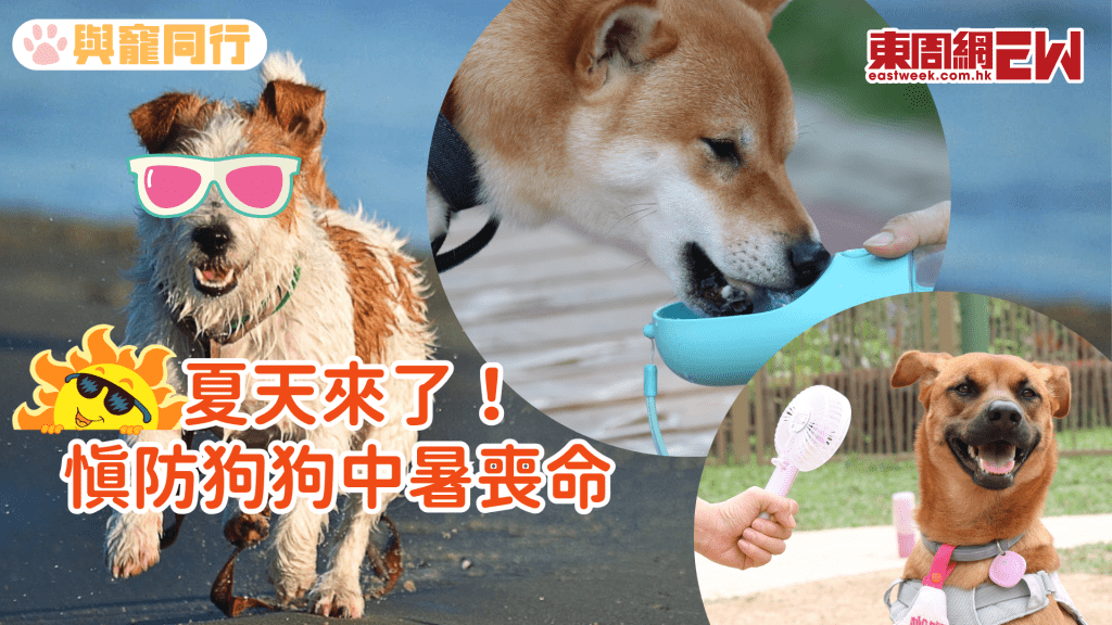狗狗防中暑攻略 幾點鐘放狗原來有數得計！