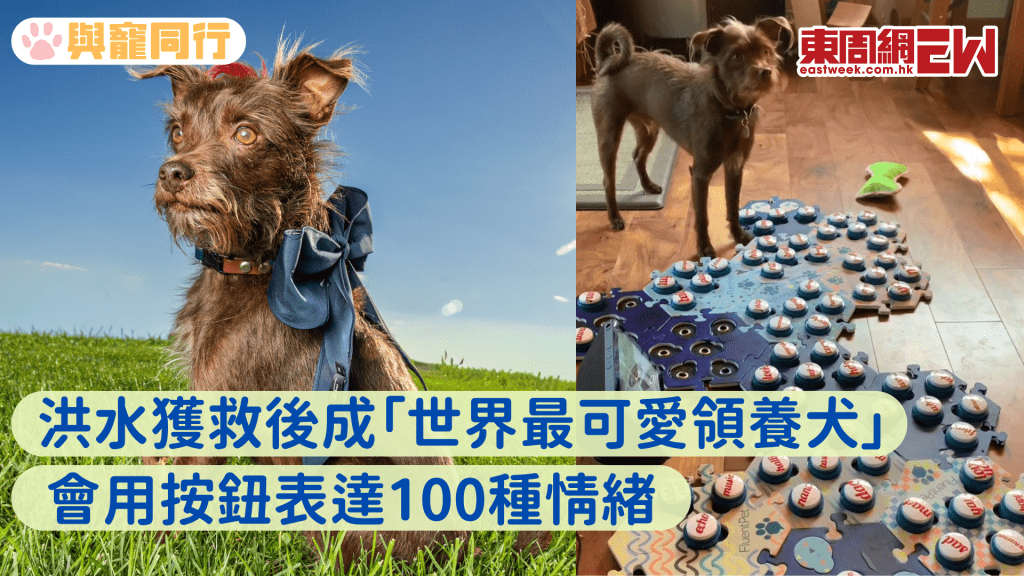 經歷風災小狗勇奪「世界最可愛領養犬」靠溝通按鈕吸引14萬粉絲