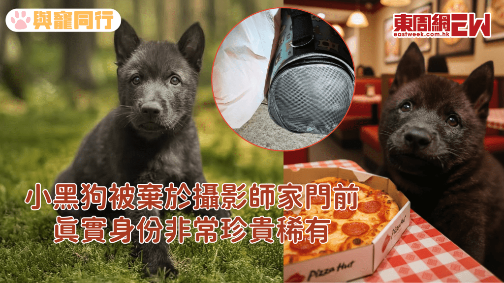 攝影師於家門前救獲小黑狗 細查之下原來是稀有品種犬