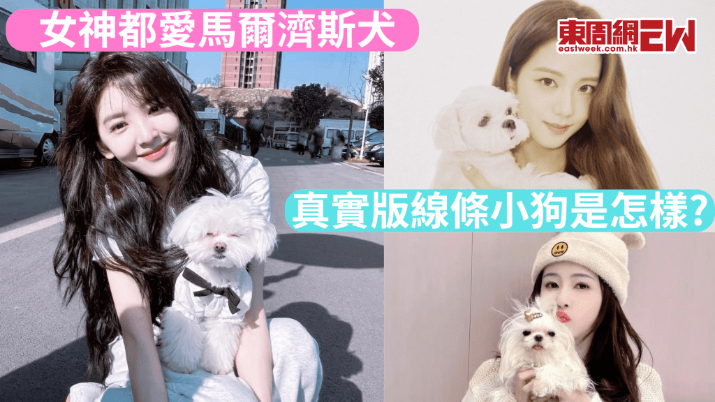 《難哄》章若楠鍾情馬爾濟斯犬 Jisoo、白鹿都愛 馬爾濟斯犬的魅力何在?