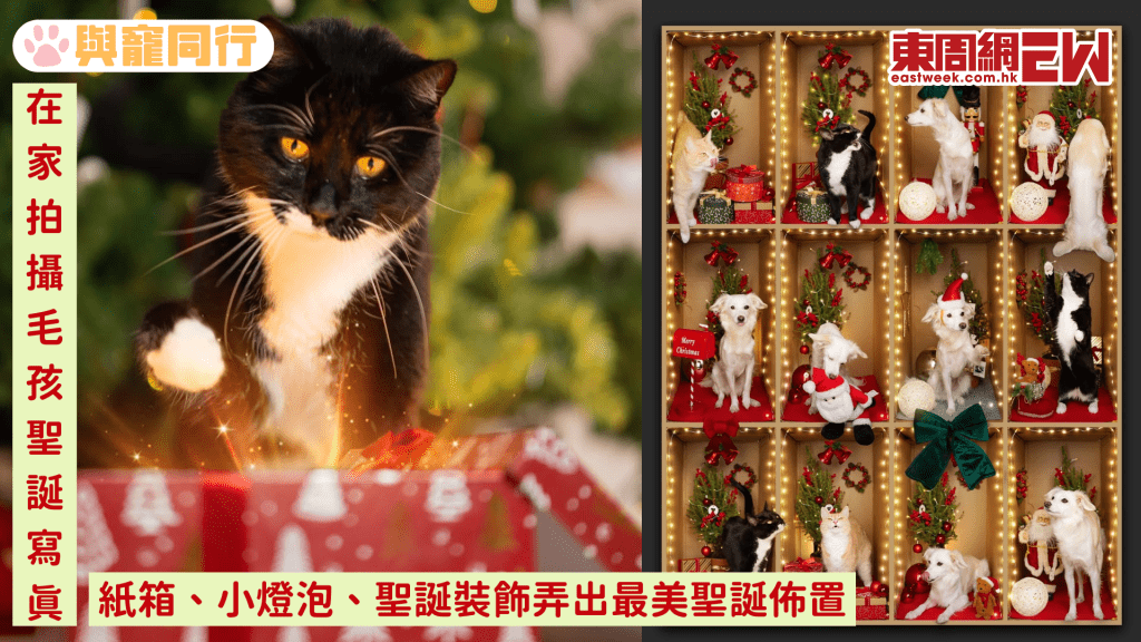 在家拍攝毛孩聖誕寫真 紙箱、小燈泡、聖誕裝飾弄出最美聖誕佈置