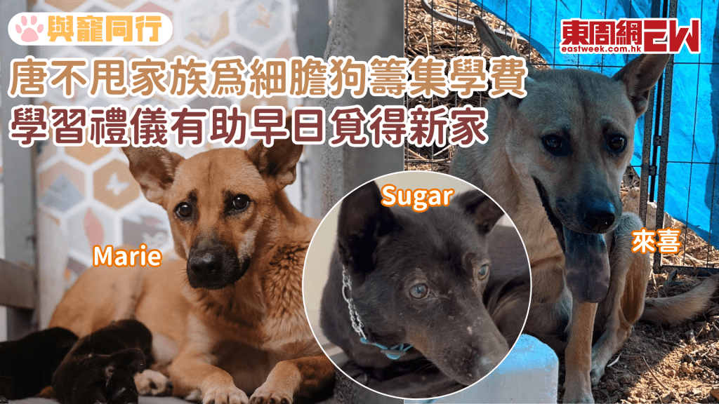 唐不甩家族籌集學費 讓細膽狗接受訓練 早日覓得溫暖的家