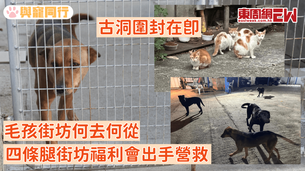 古洞圍封在即 毛孩街坊何去何從 四條腿街坊福利會出手營救