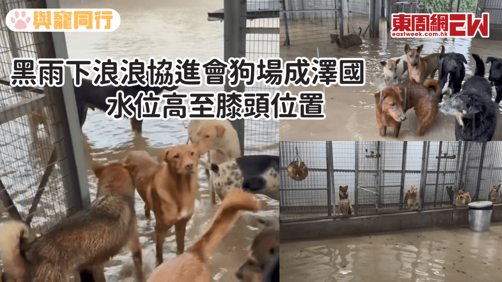 黑雨下浪浪協進會狗場成澤國 水位高至膝頭位置 狗狗浸在黃泥水中