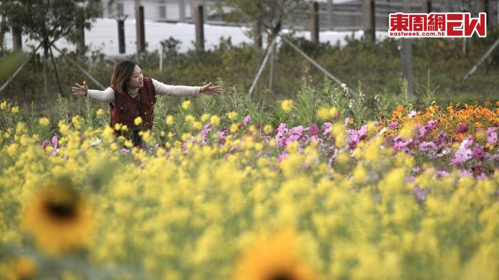 公園會輪替耕作,如用乾農田種植開花植物。