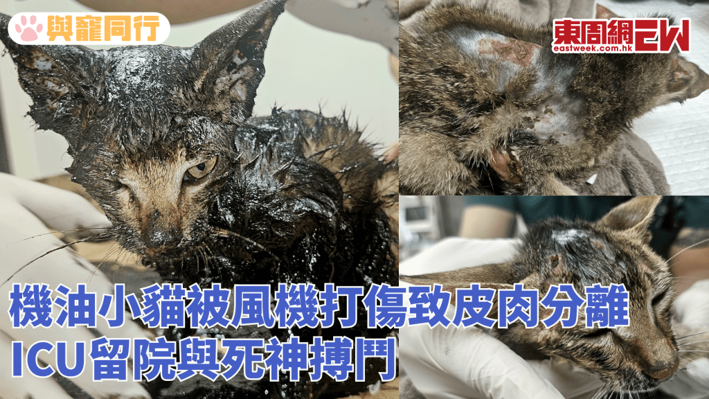 毛守救起誤闖機房幼貓 被困三日三夜滿身傷痕機油 