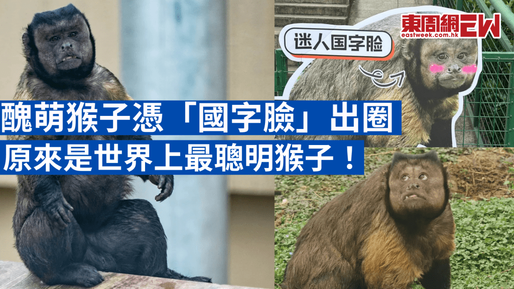 合肥動物園「方臉猴」爆紅 保育員:在猴界是頂級美人!