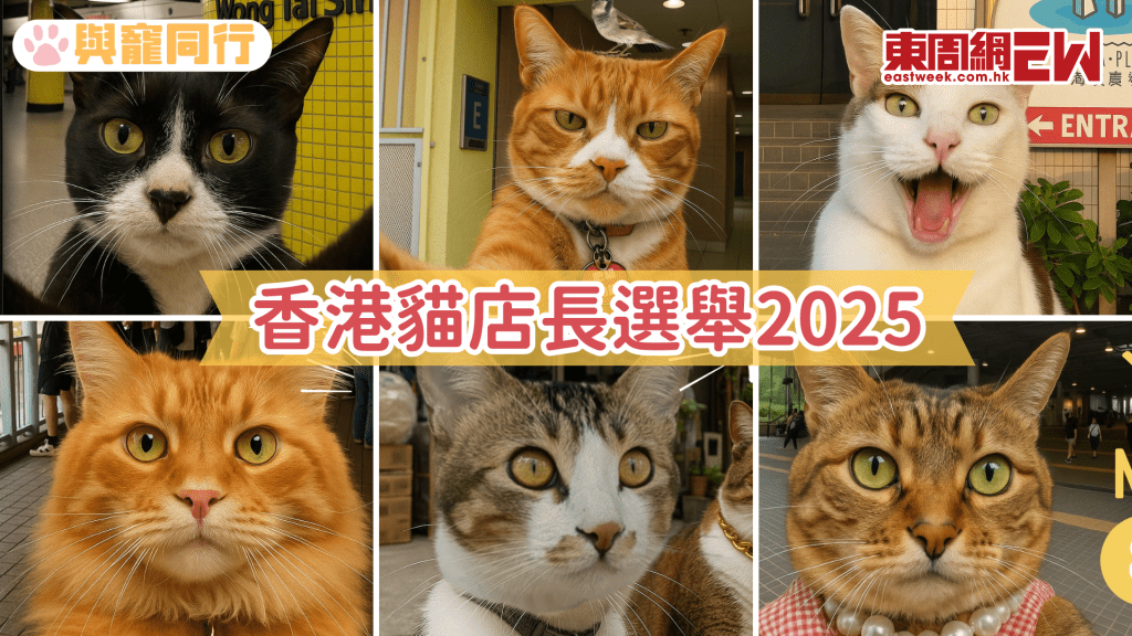 香港貓店長選舉2025 一文看清39位候選貓店長