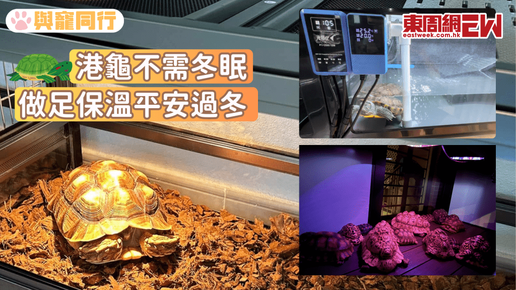 港龜不需冬眠？專家教水龜、陸龜保溫法 讓龜龜平安過冬