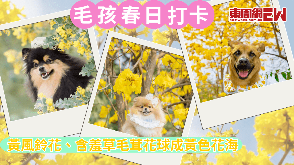 毛孩春日打卡 上水、東涌、沙田 百棵黃風鈴花、含羞草成黃色花海 
