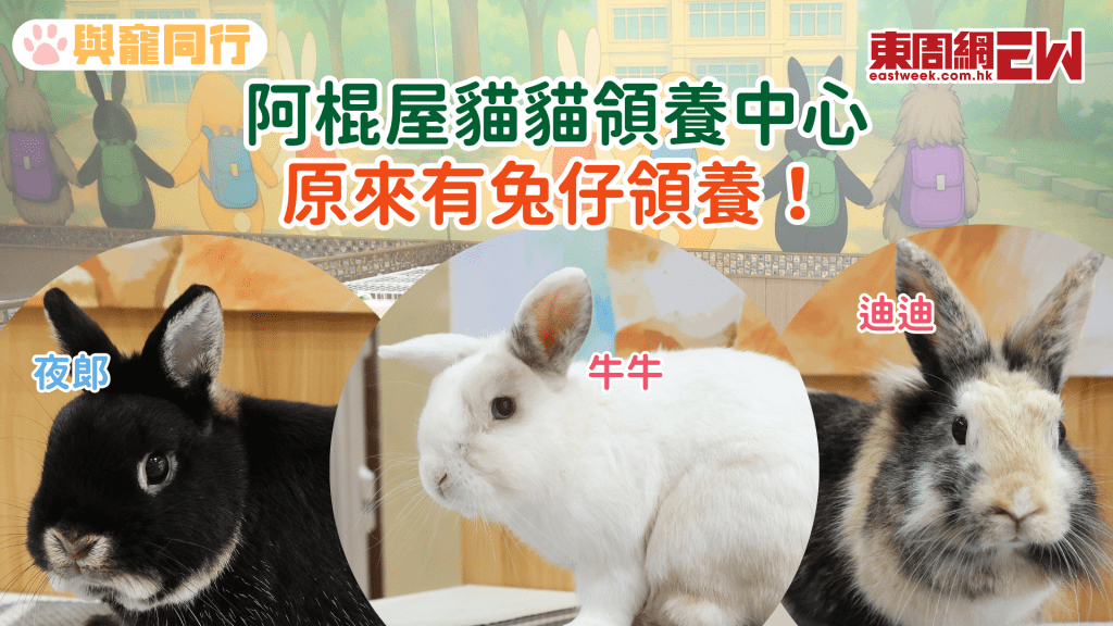 阿棍屋貓貓領養中心有兔仔領養 兔兔好易養？獸醫這樣回答......