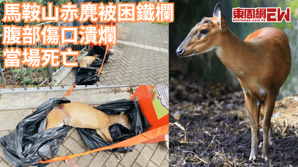 馬鞍山發現赤麂被困鐵欄 腹部傷口潰爛 當場死亡